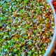 Sprouts Salad Recipe